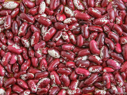 Quality 3D beans from Kyrgyzstan Фасоль